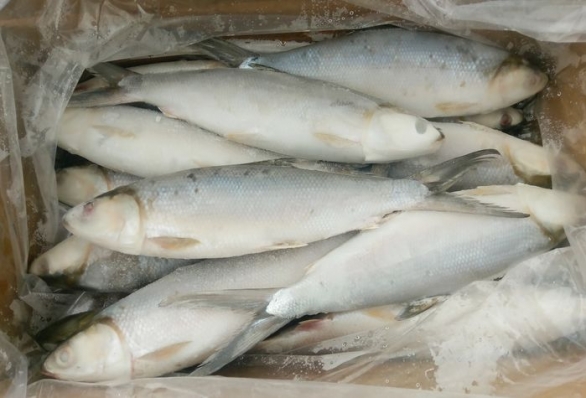 Молочная рыба (Индонезия)